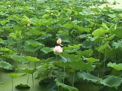 -谷咖啡·鲜花绿植花园餐厅