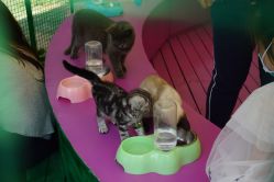 -萌宠亲子动物乐园(槐房万达店)