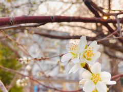 -桃花堤公园
