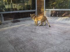 -西霞口神雕山野生动物世界