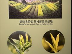 -中国茶叶博物馆(双峰馆区)