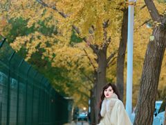 -三里屯东五街银杏大道
