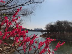 -大兴滨河森林公园