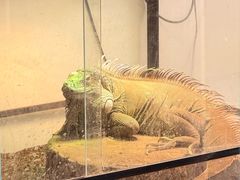 -北京观赏动物医院·24小时大型综合·猫专科·异宠专科