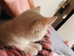 -lincat·猫舍(广州店)