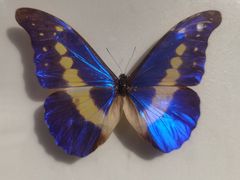 -上海昆虫博物馆