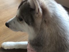 -Husky Go! 哈士奇体验馆·宠物咖啡厅狗咖