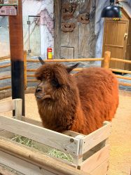 -Zoolung Zoolung动物主题公园(海信广场店)