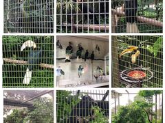 -新加坡飞禽公园