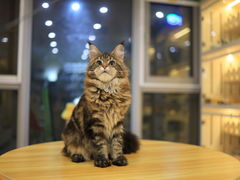 -柚子猫舍·精品猫舍购猫·猫咪认养·购宠·宠物店
