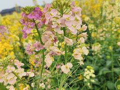 -中国天府农业博览园