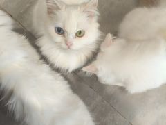 -楼上猫咖(罗湖店)