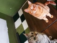 -猫猫幼稚园·撸猫·桌游·电玩