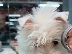 -FAELING PETS美天灵宠物(合生汇店)