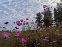-春花秋色城市公园