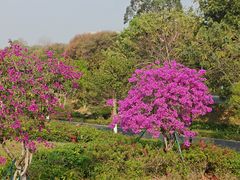 -东莞植物园