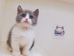 -十年猫舍·猫咪专门店(普陀店)
