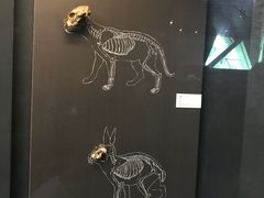 -北京周口店北京人遗址博物馆