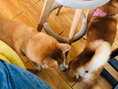 -柴犬高等学院·狗咖·柴犬售卖·宠物训练