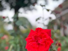 -橘子洲景区