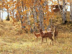 -乌兰布统景区-白桦林