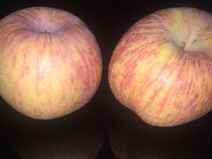 -鲜丰水果(九洲新世界花苑店)