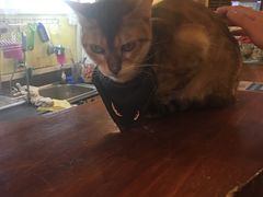 -猫色咖啡·猫咖