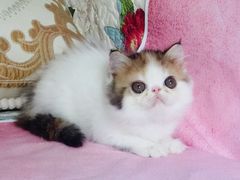 -Bastet sally猫舍购宠(静安店)