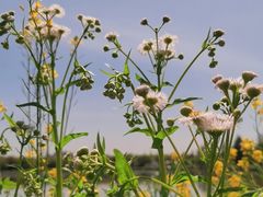-广富林郊野公园
