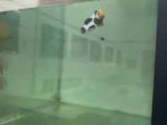 -中环花鸟鱼虫市场