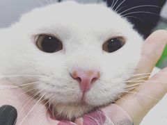 -佳雯宠物医院(金华南路分院)