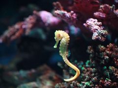 -暹罗海洋世界