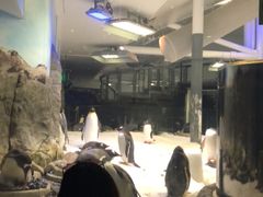-悉尼海洋生物水族馆