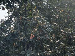 -朝阳公园游乐园