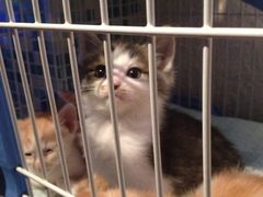 -Sirena海妖日咖夜酒