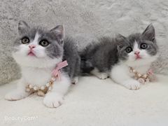 -十年猫舍·猫咪专门店(普陀店)