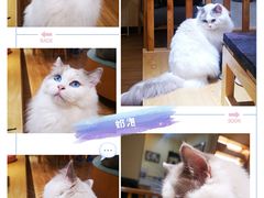 -滚猫咖啡·猫咖·猫友好撸猫(未来城店)