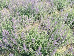 iphone_upload_pic-永定河休闲森林公园