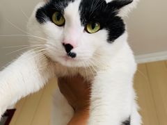 -米苏动物医院·犬猫专科·骨科外科内窥镜