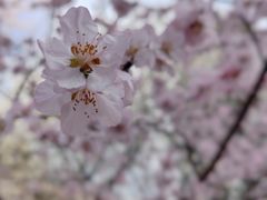 -桃花堤公园