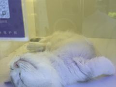 -小猫来了·猫舍(红山六九七九店)