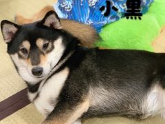 -逗柴咖啡屋·狗咖猫咖宠物桌游