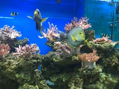 -御唐府海珊瑚主题餐厅