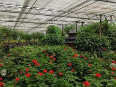 -南宫五洲植物乐园