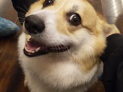 -豆柴町-柴犬主题狗咖(红鼎国际C座店)