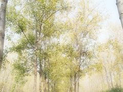 -合肥滨湖国家森林公园