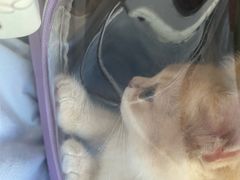 -唐小姐の私宠·宠物洗护美容·撸猫馆·购宠(周浦万达旗舰店)