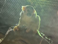 -萌宠奇缘(荣鼎店)