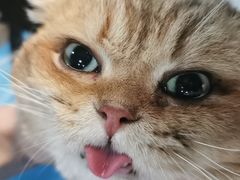 -伟伟宠物医院·CT影像中心·瑞派犬猫综合性门诊(汉口总院)