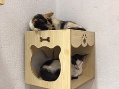 -猫色咖啡·猫咖